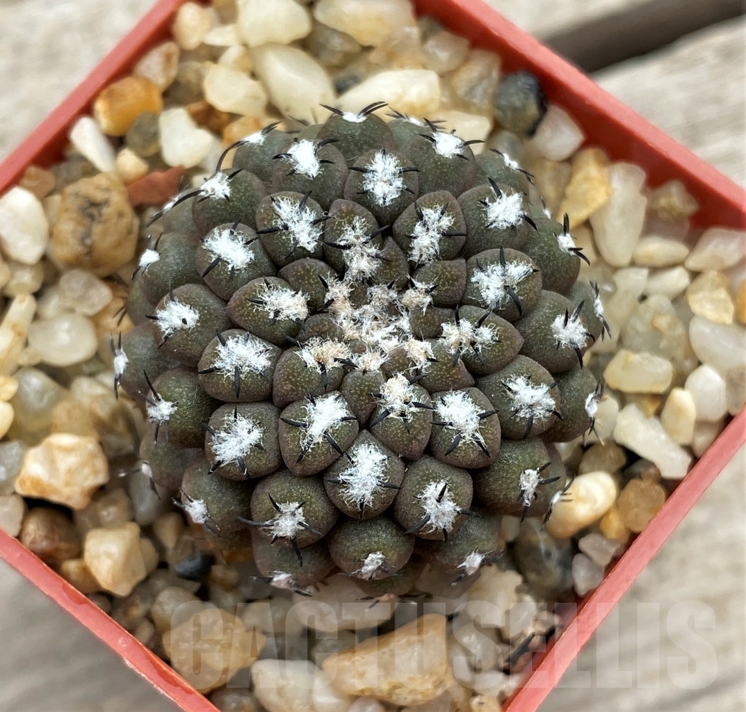 SHPR12373 Thelocephala malleolata WM 013