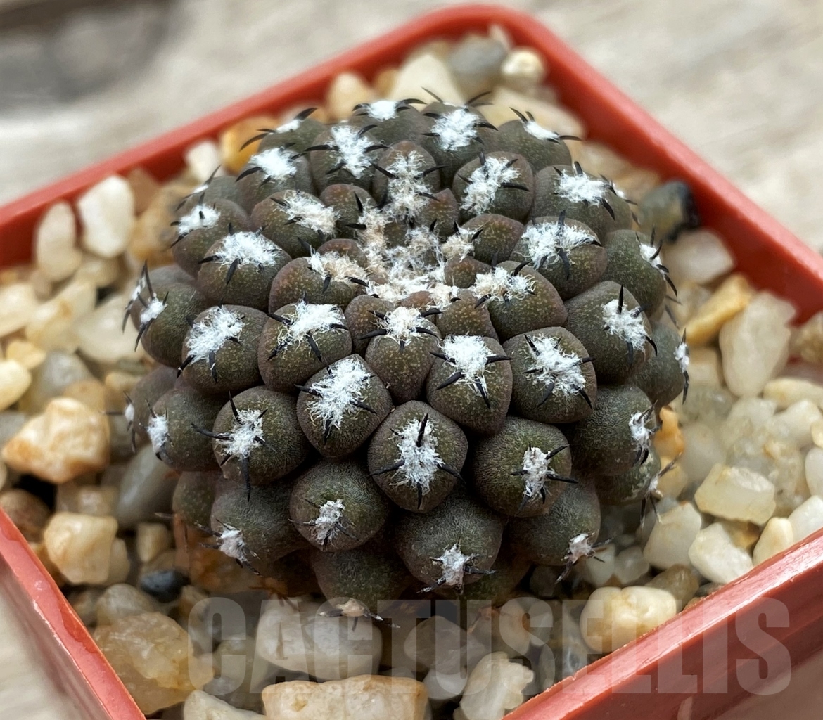 SHPR12373 Thelocephala malleolata WM 013 - Image 2