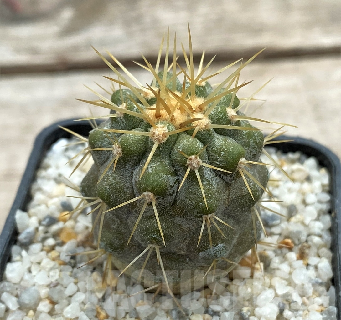 SHPR12375 Copiapoa haseltoniana