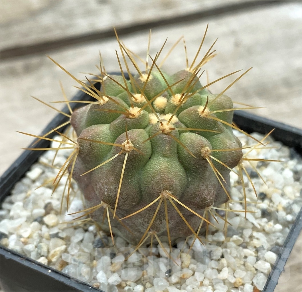 SHPR12383 Copiapoa tenebrosa -San Ramon- - Imagen 2