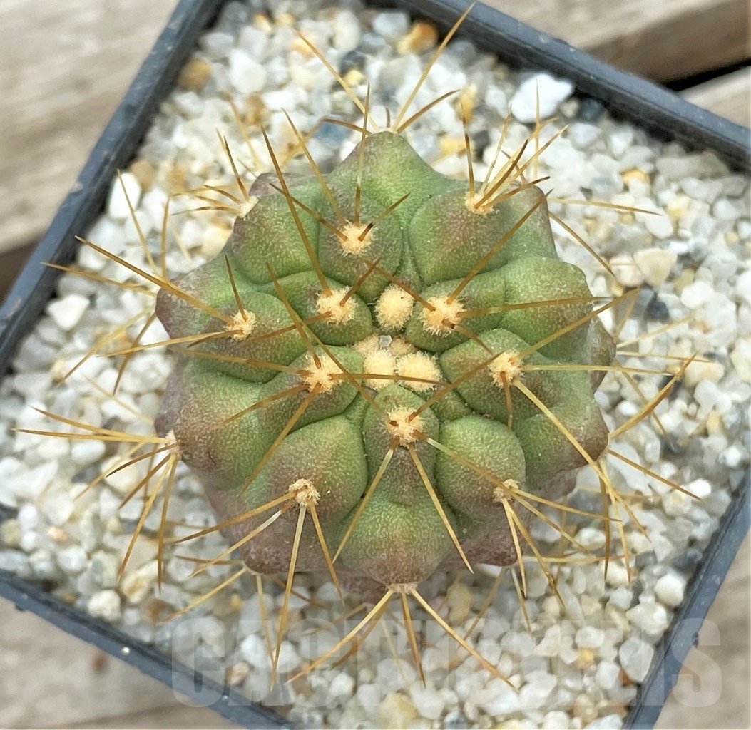 SHPR12383 Copiapoa tenebrosa -San Ramon-