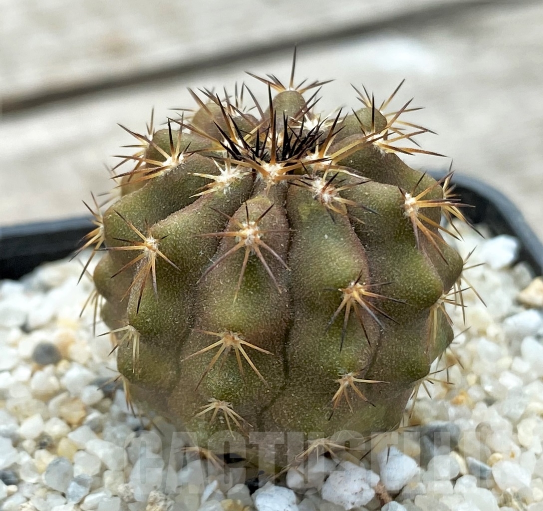 SHPR12384 Copiapoa marginata -Torres del Enco Flamenco- - Image 2