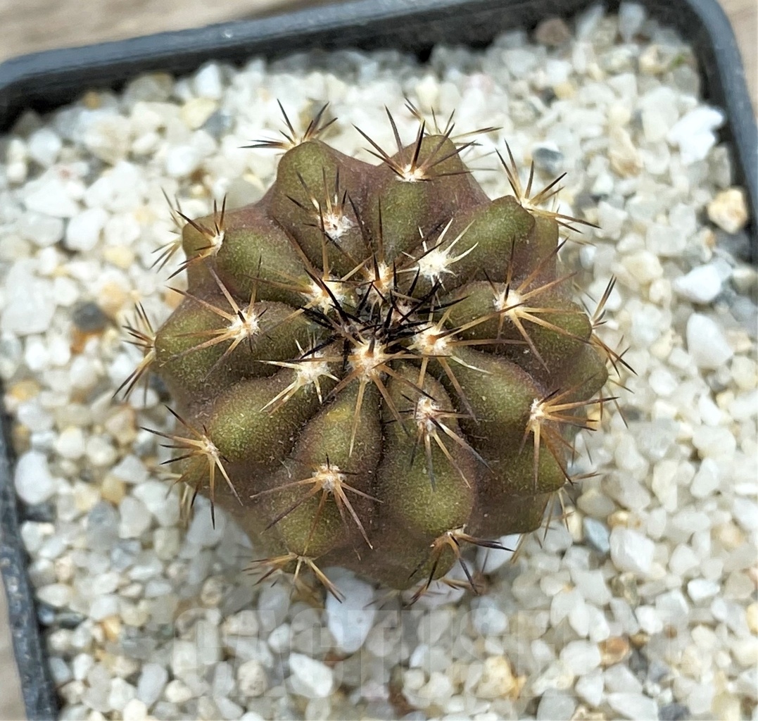 SHPR12384 Copiapoa marginata -Torres del Enco Flamenco-