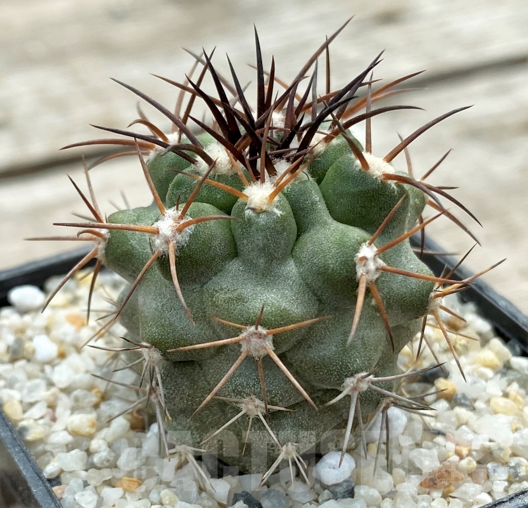 SHPR12385 Copiapoa coquimbana v. deminuta KK 1386