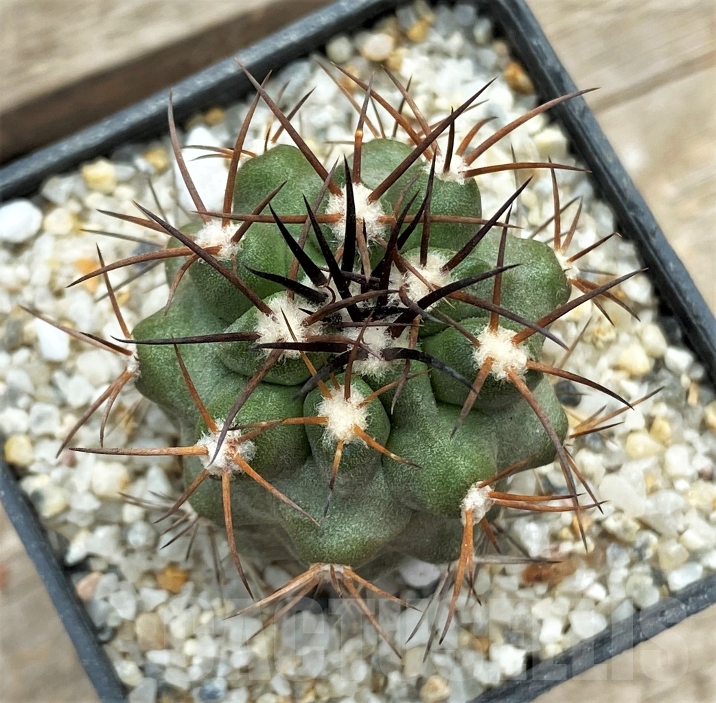 SHPR12385 Copiapoa coquimbana v. deminuta KK 1386 - Image 2