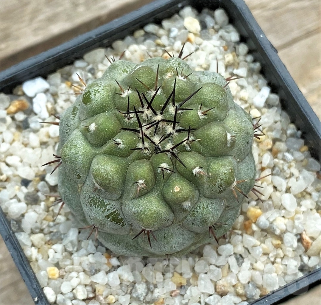 SHPR12389 Copiapoa cinerea v. columna-alba CS 29 -Esmeralda- - Image 2