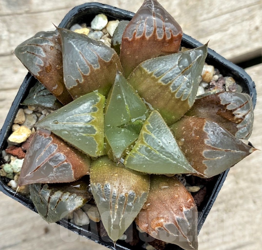 SHPR12406 Haworthia 'Ruby Star' hybrid - Image 2
