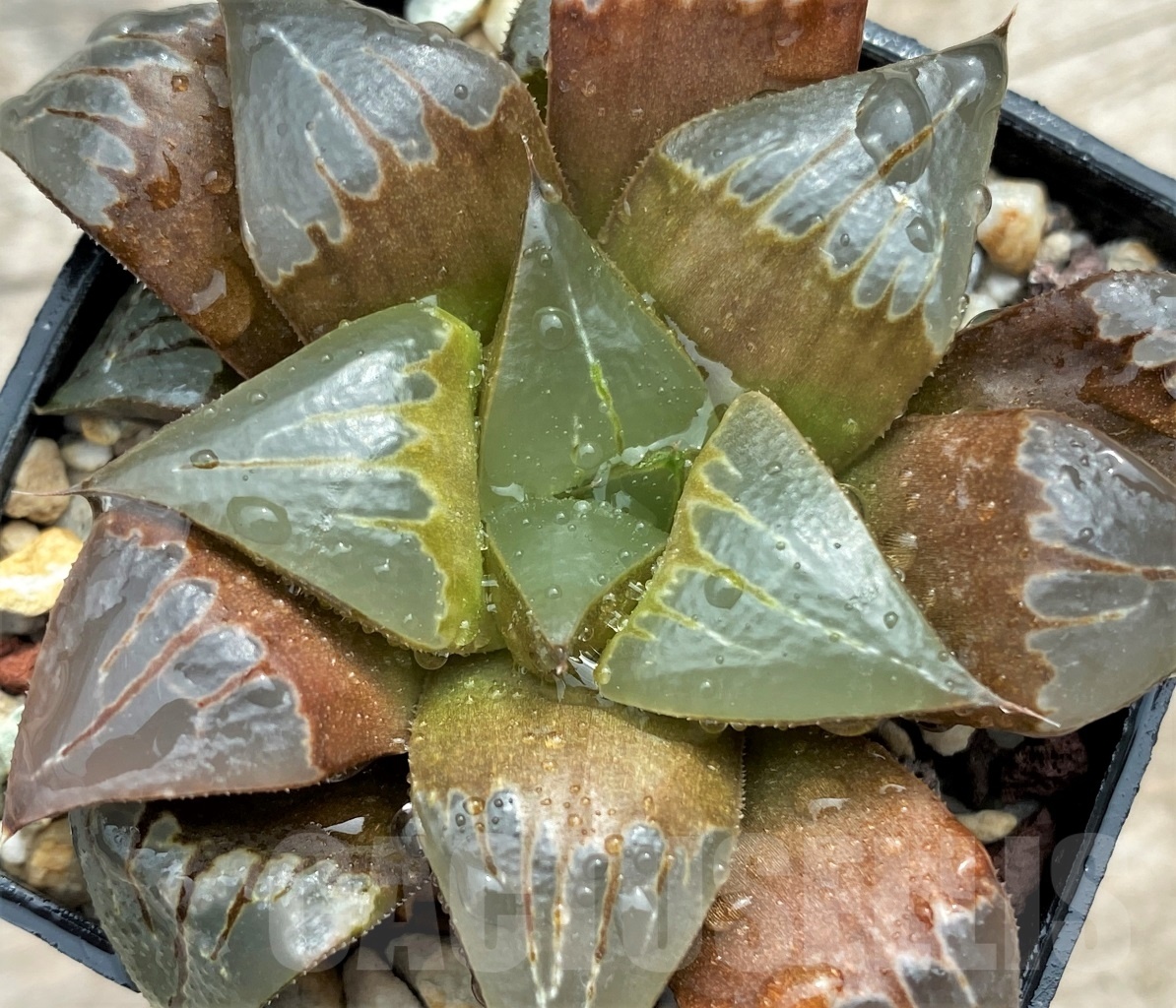SHPR12406 Haworthia 'Ruby Star' hybrid