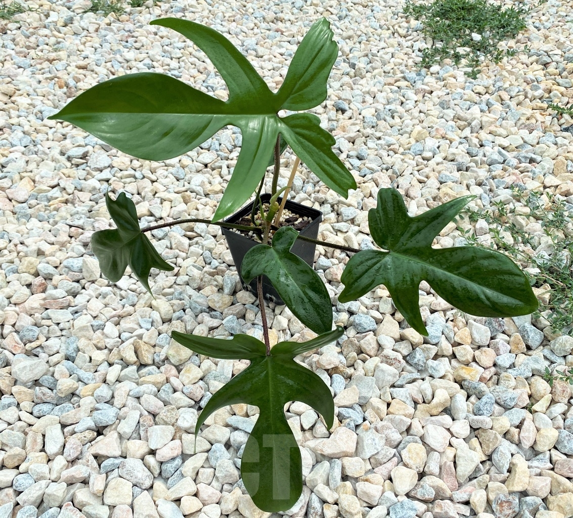 LAB063 Philodendron 'Florida Beauty' - Image 2