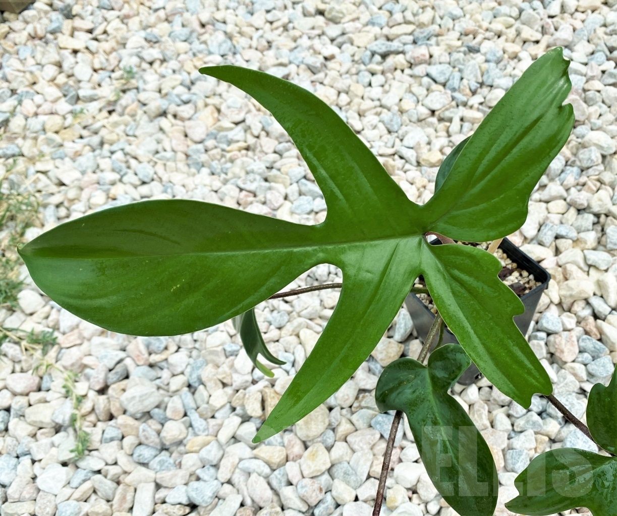 LAB063 Philodendron 'Florida Beauty' - Image 3