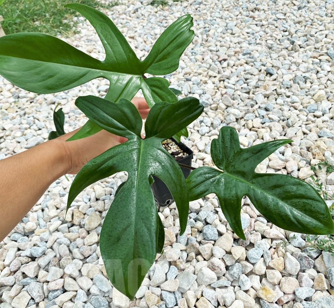 LAB063 Philodendron 'Florida Beauty'