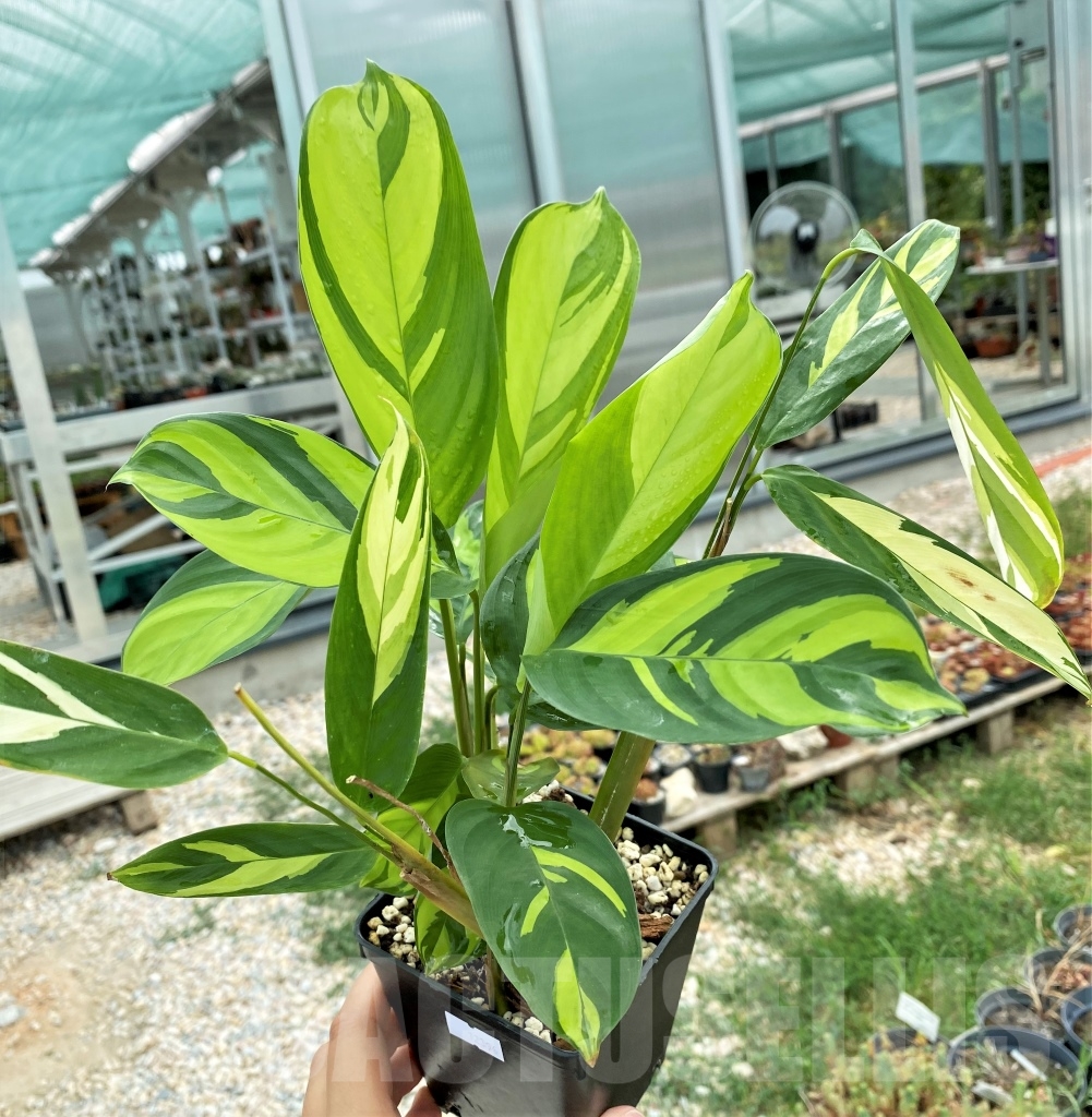 SHPR12396 Ctenanthe Lubbersiana - Image 3