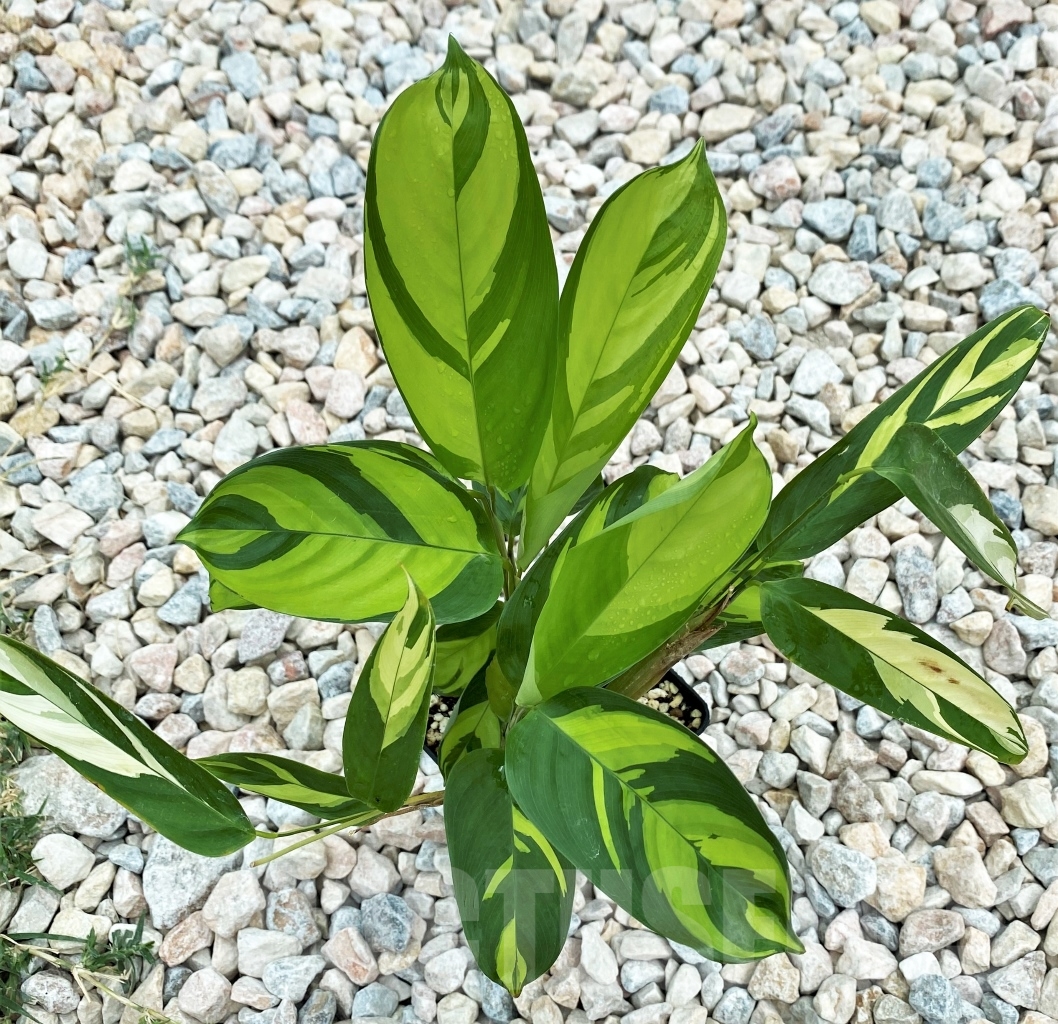 SHPR12396 Ctenanthe Lubbersiana - Image 2