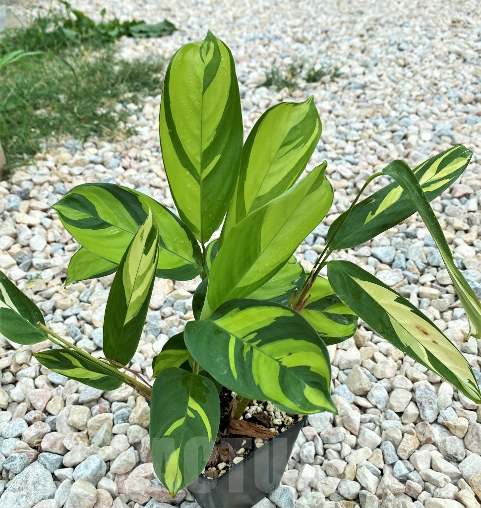 SHPR12396 Ctenanthe Lubbersiana