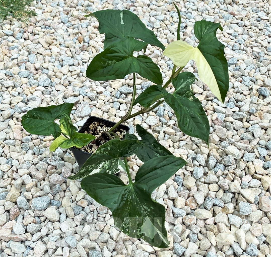 SHPR12397 Syngonium Podophyllum Albo variegatum - Image 4