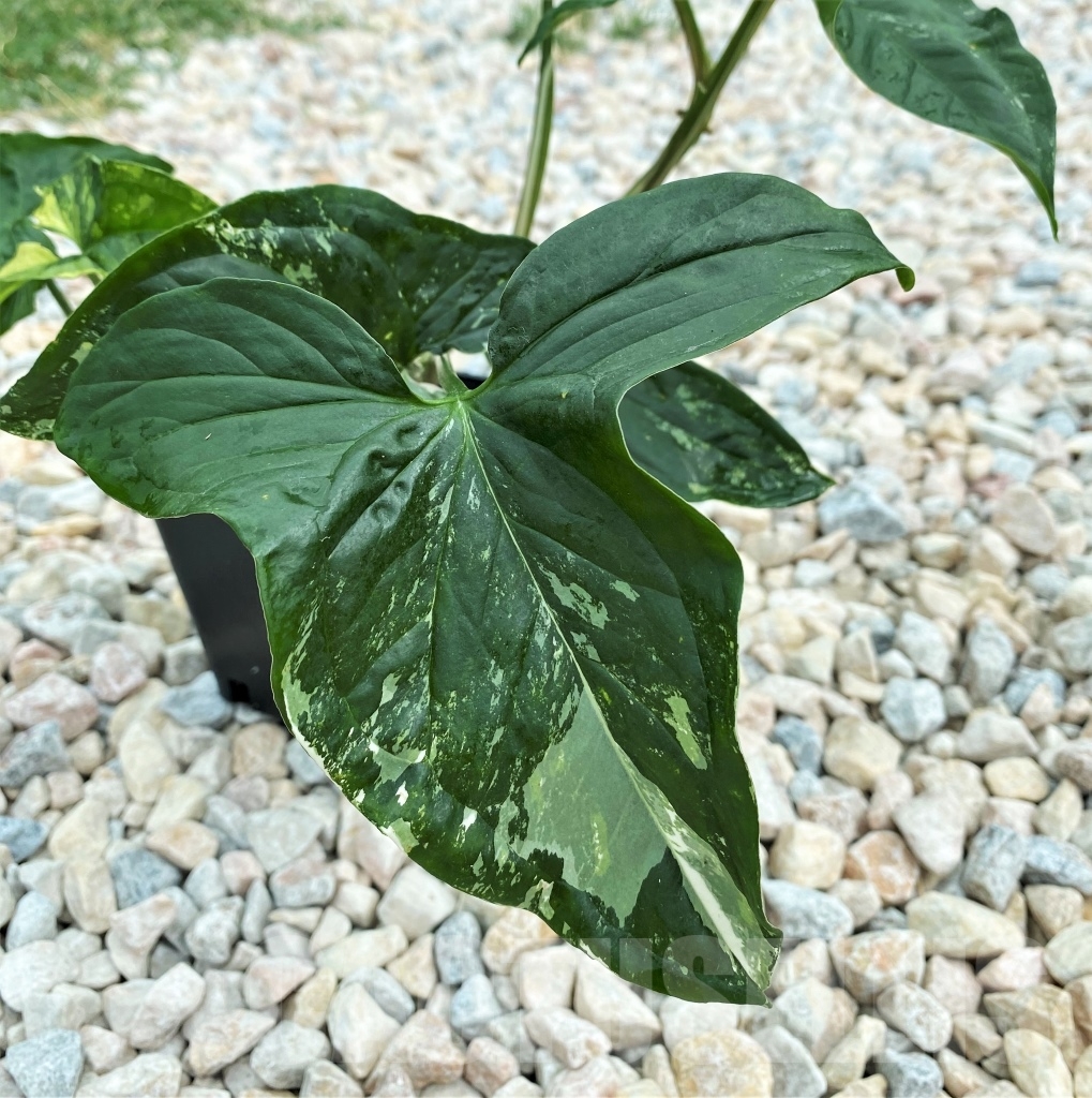 SHPR12397 Syngonium Podophyllum Albo variegatum - Image 5