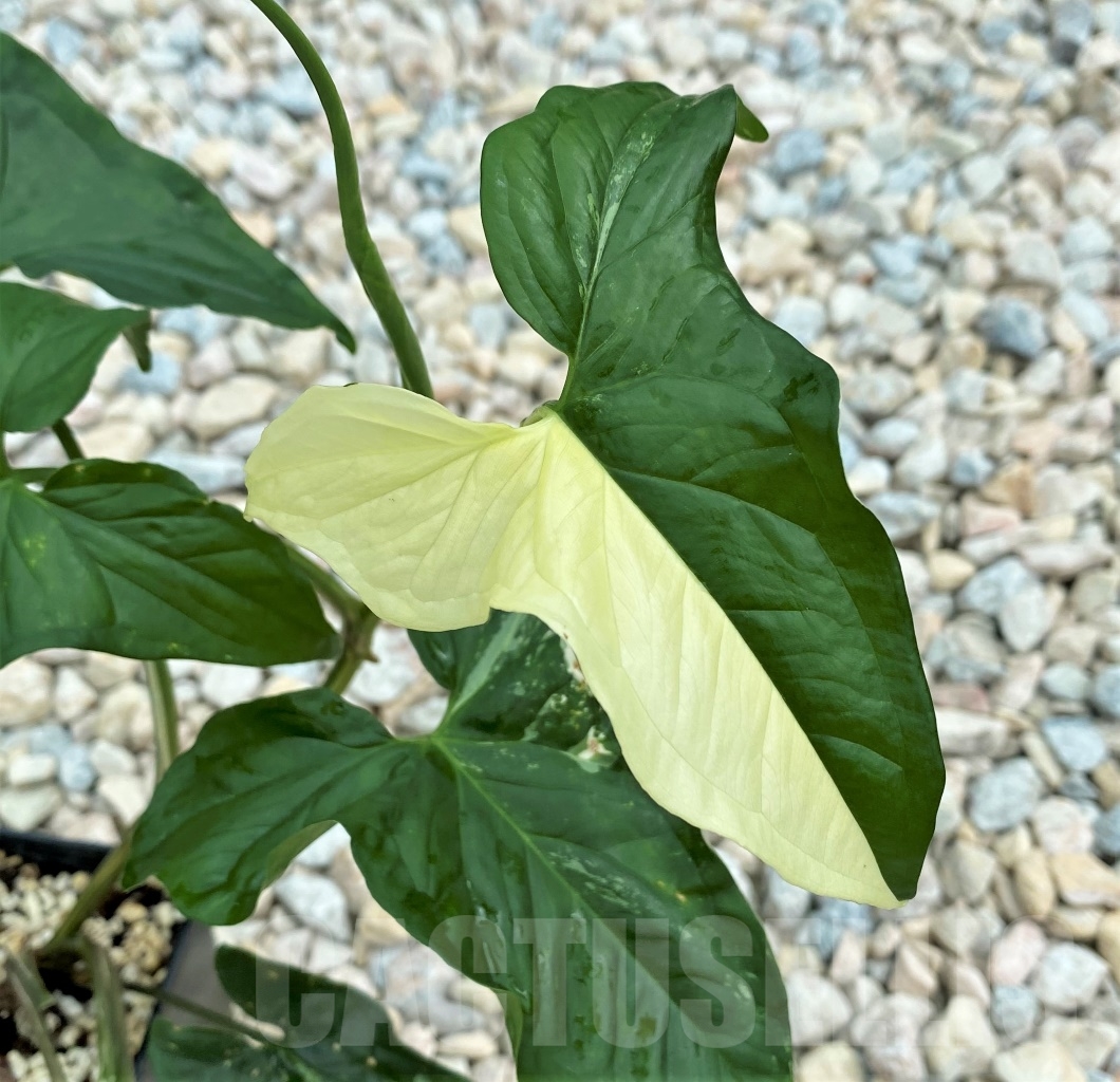 SHPR12397 Syngonium Podophyllum Albo variegatum