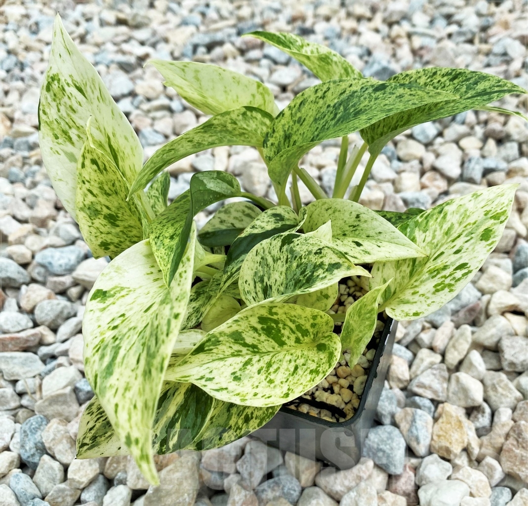 SHPR12399 Epipremnum Pinnatum Marble