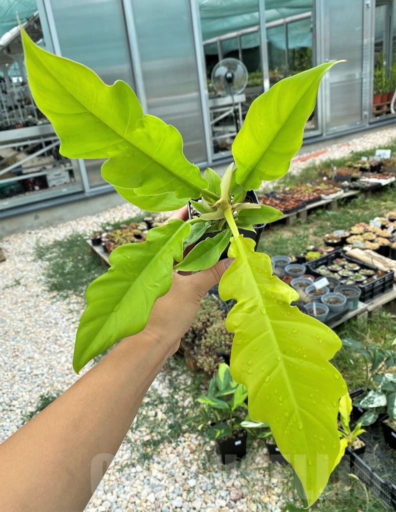 SHPR12402 Philodendron ‘Golden Crocodile’