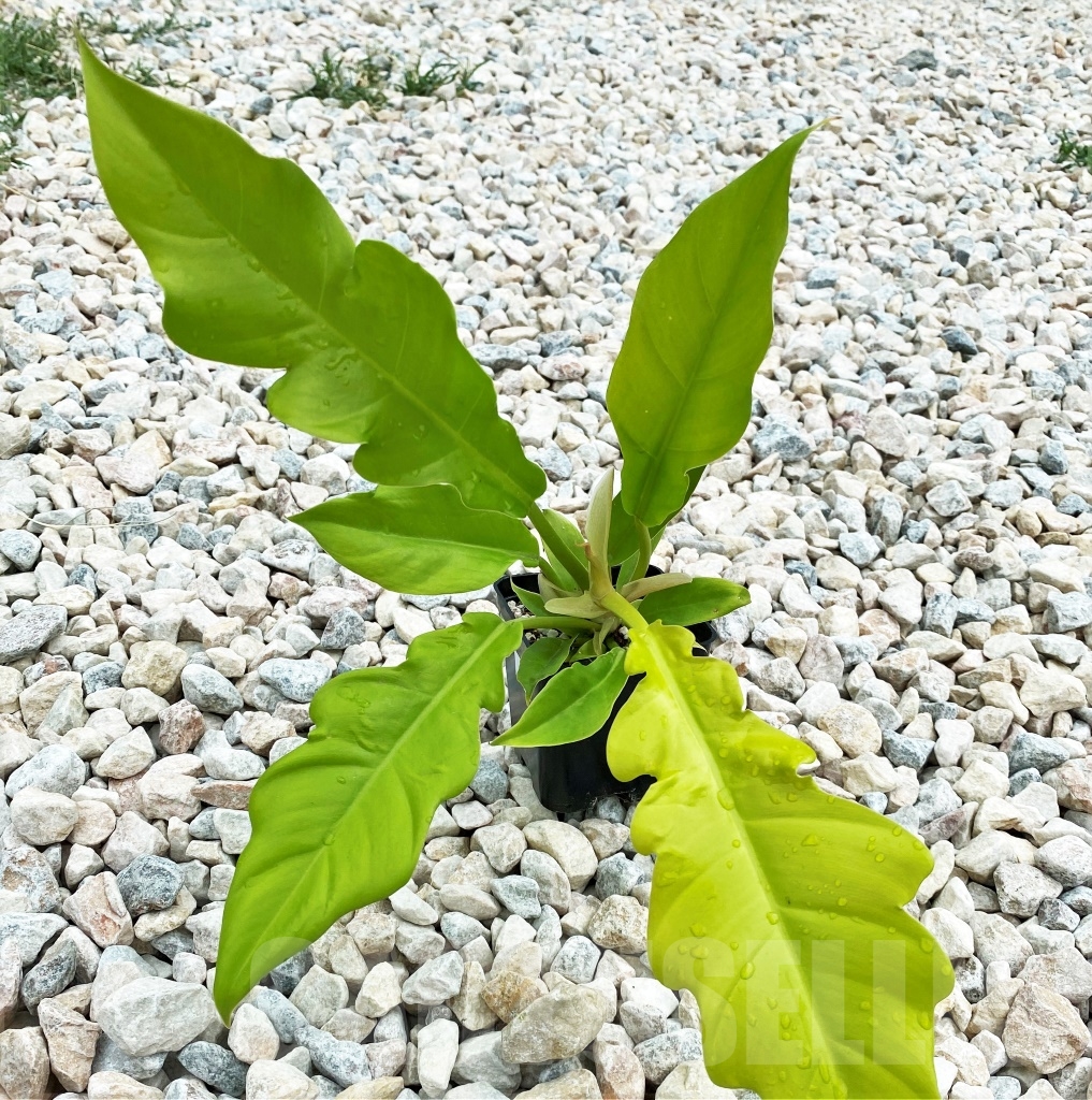 SHPR12402 Philodendron ‘Golden Crocodile’ - Зображення 2