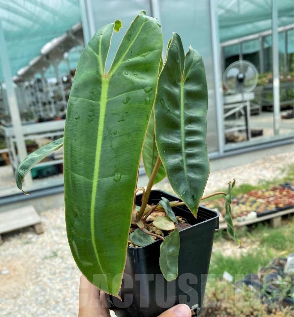 LAB054 Philodendron Billietiae