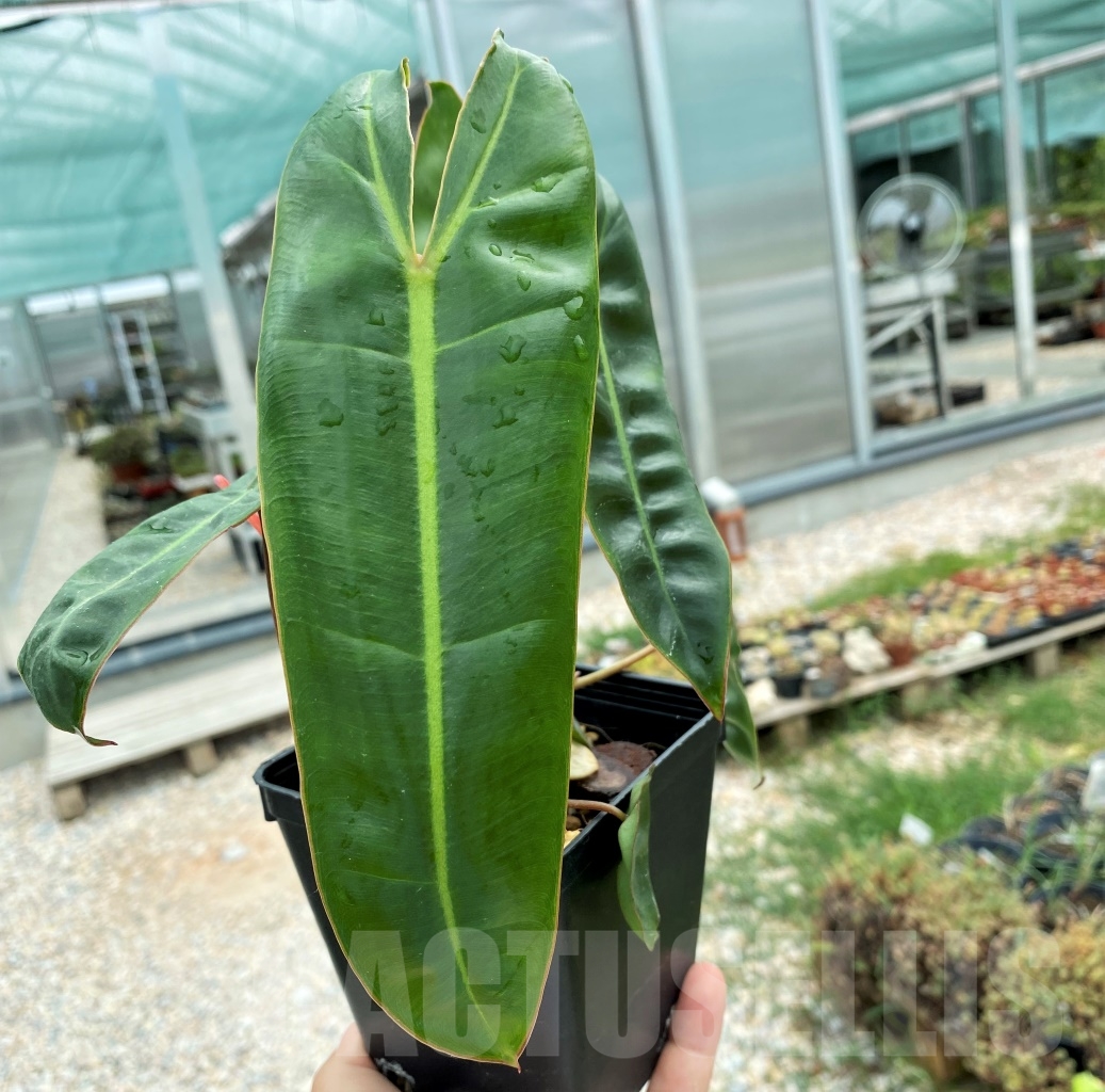 LAB054 Philodendron Billietiae - Image 2