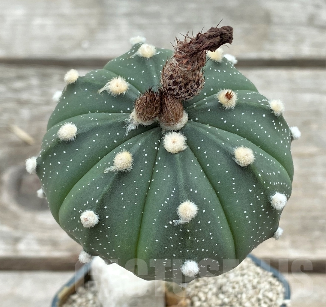 SHPR12407 Astrophytum asterias 'Akabana' , grafted - Image 2