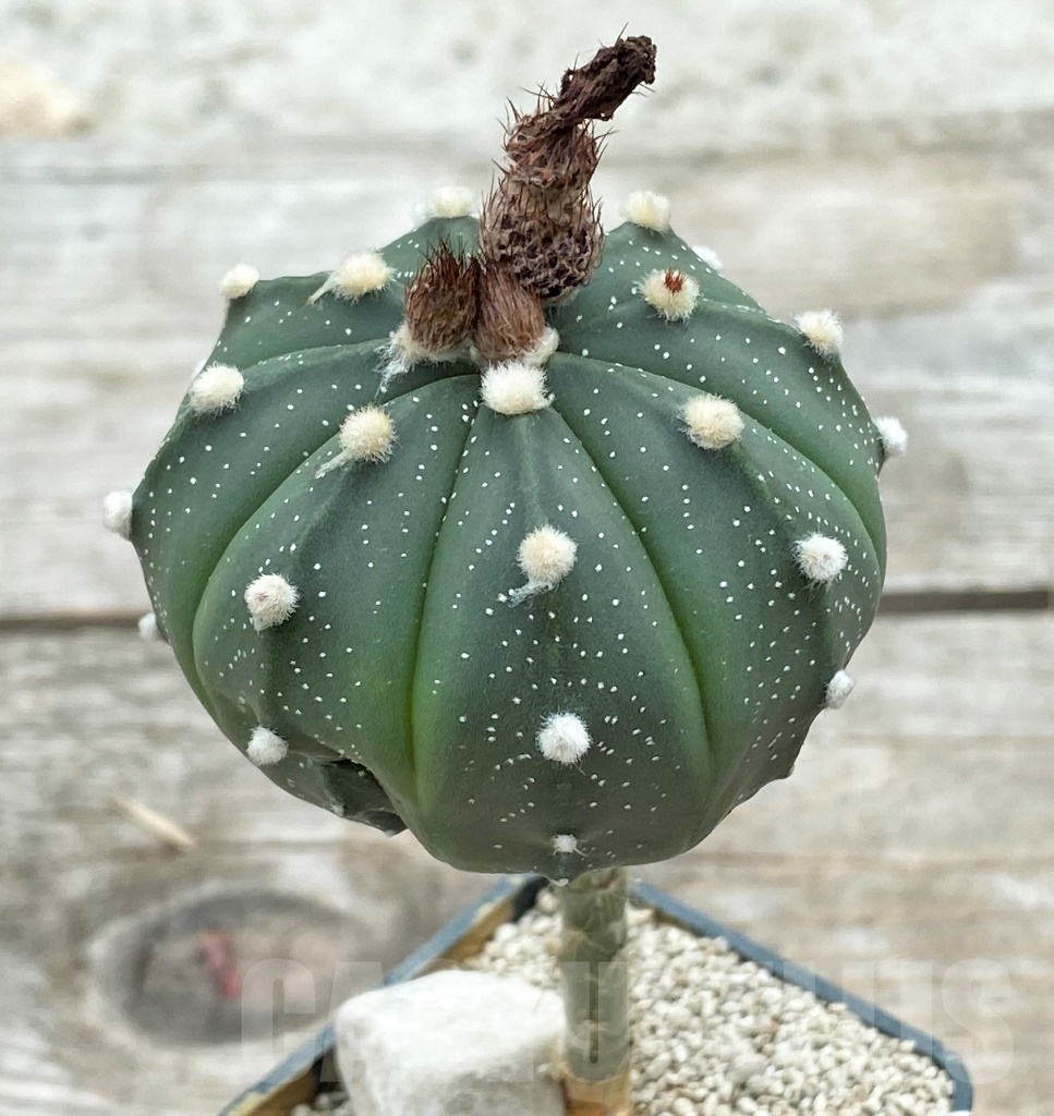 SHPR12407 Astrophytum asterias 'Akabana' , grafted - Image 3