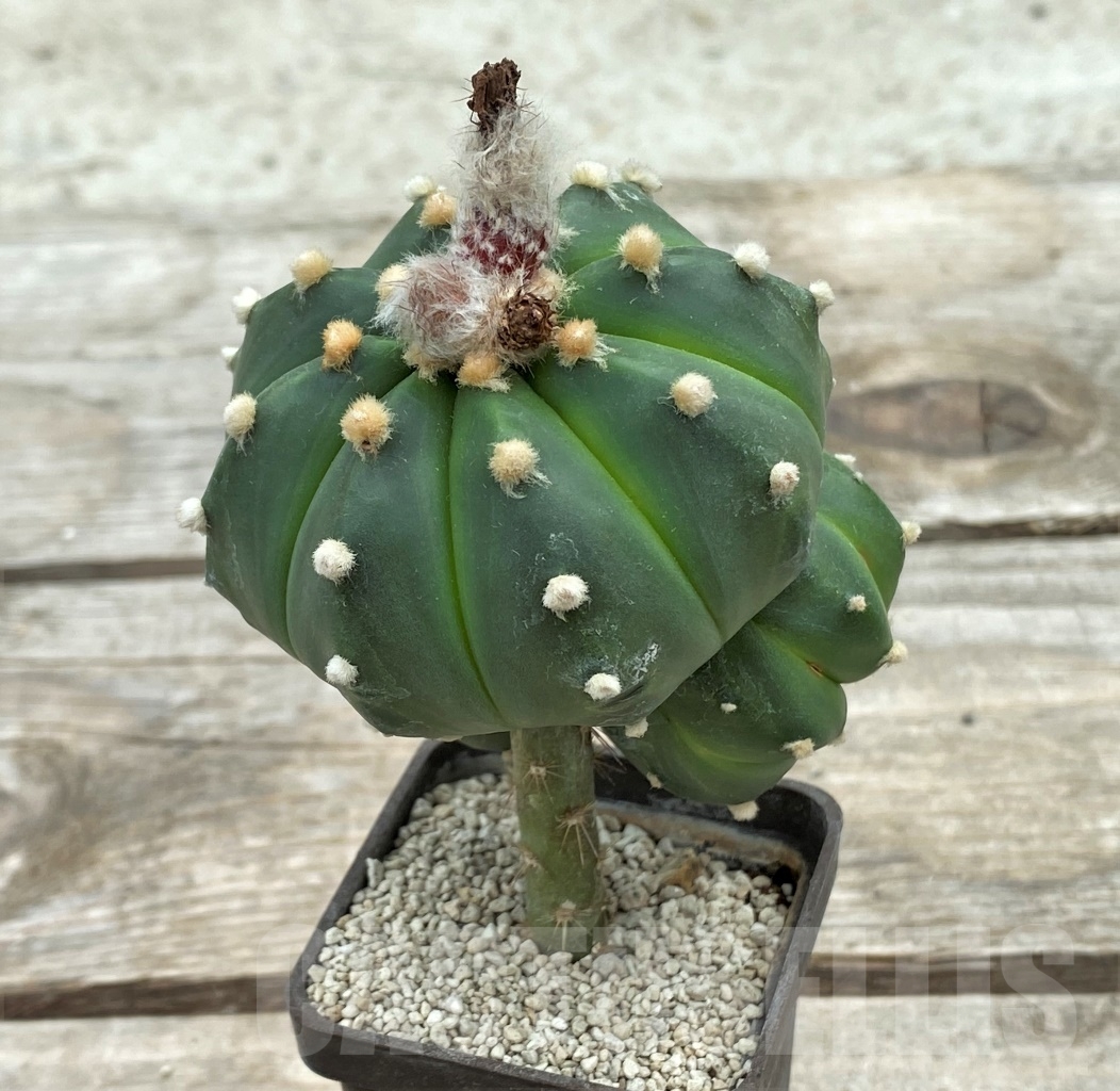 SHPR12408 Astrophytum asterias 'Akabana' , grafted - Image 2