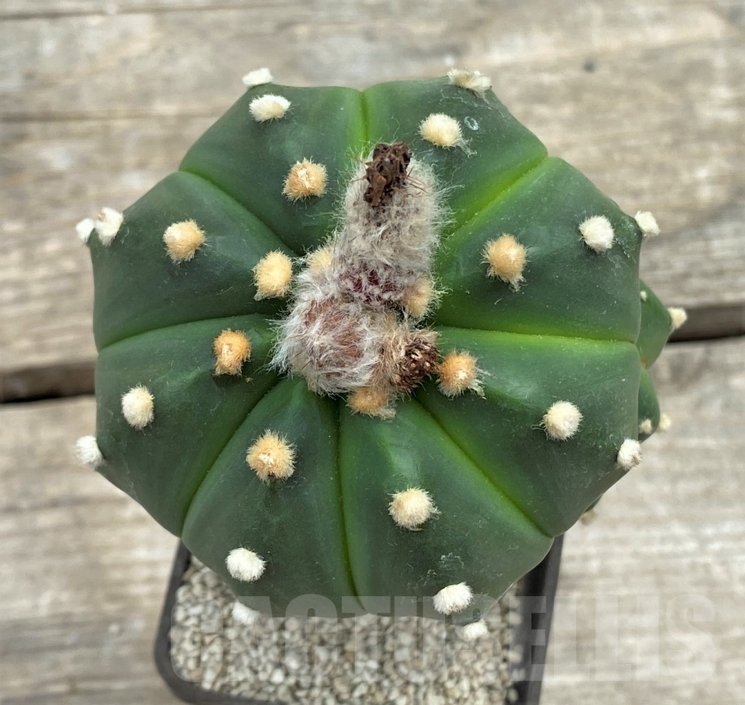 SHPR12408 Astrophytum asterias 'Akabana' , grafted - Image 3