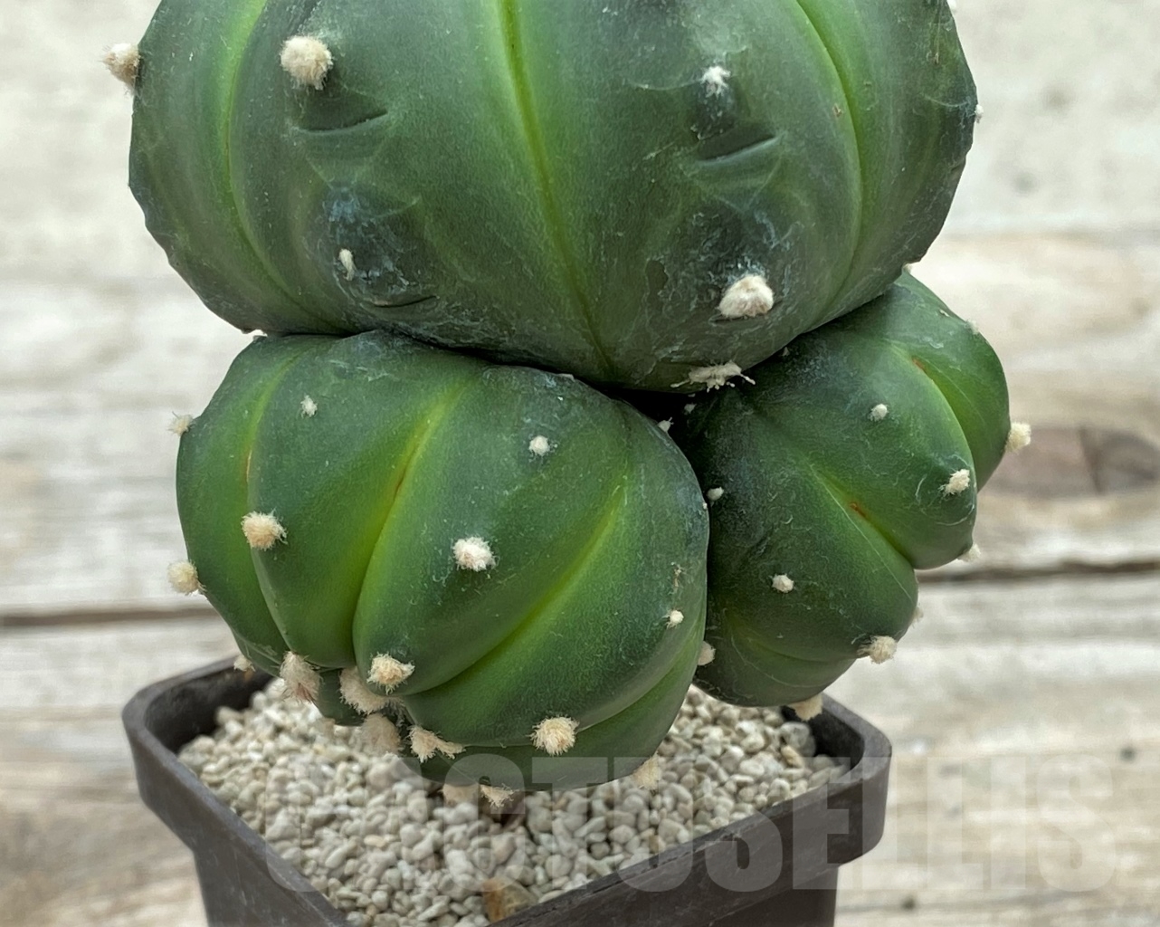 SHPR12408 Astrophytum asterias 'Akabana' , grafted - Image 4