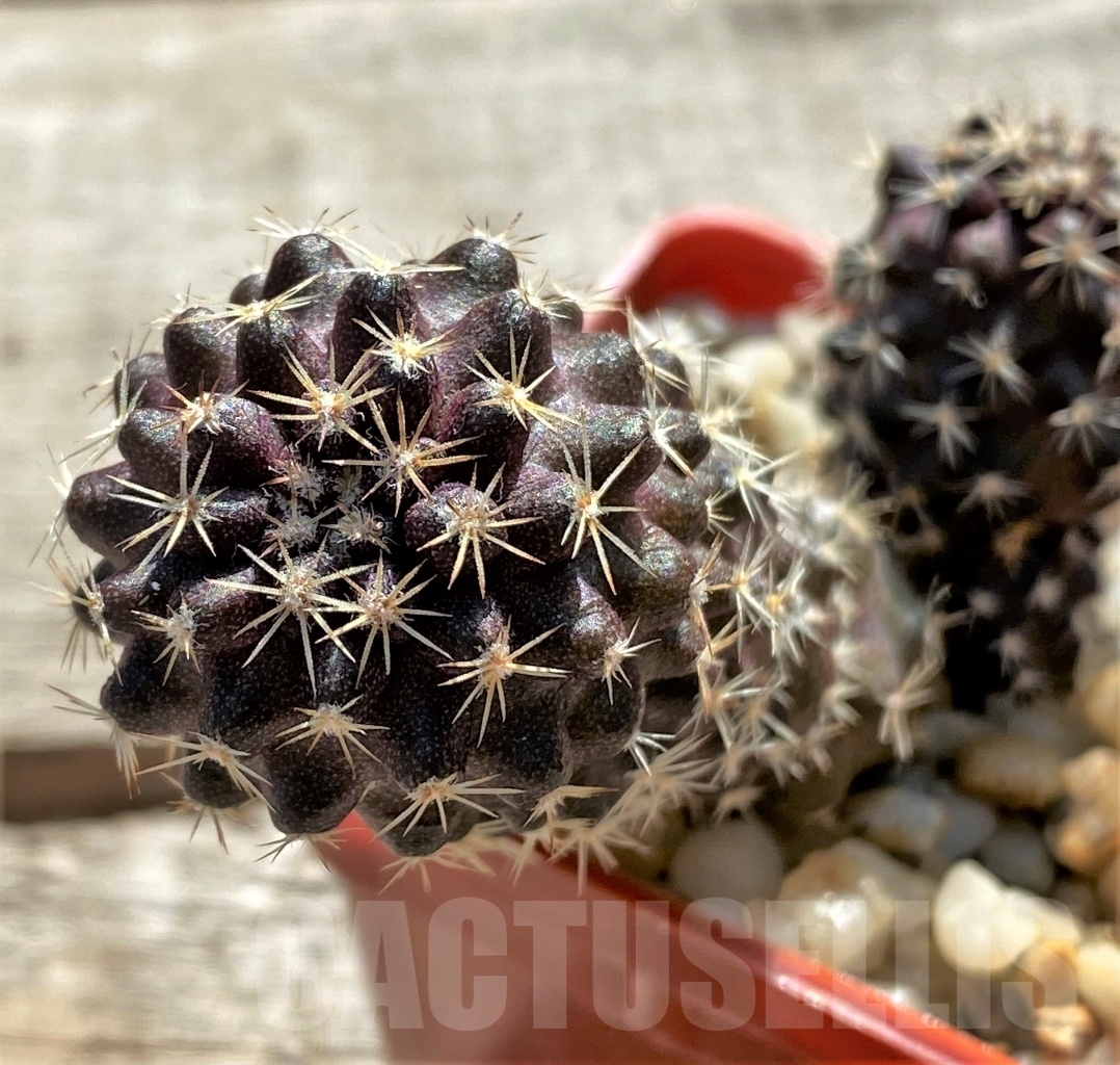 SHPR12409 Copiapoa paposoensis, ex. MG 85.875