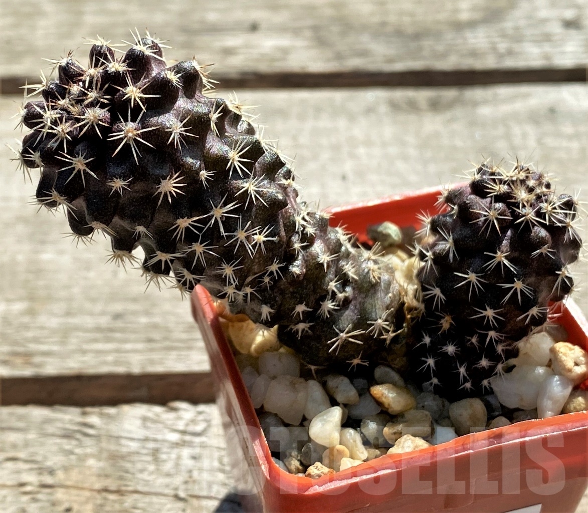 SHPR12409 Copiapoa paposoensis, ex. MG 85.875 - Imagen 2