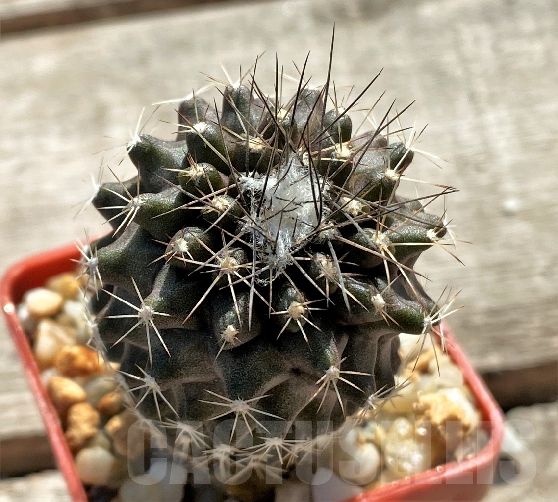 SHPR12411 Copiapoa paposoensis, ex. MG 85.875
