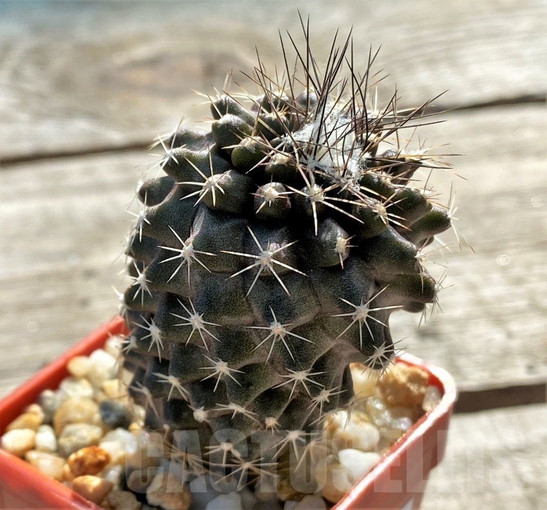 SHPR12411 Copiapoa paposoensis, ex. MG 85.875 - Imagen 2