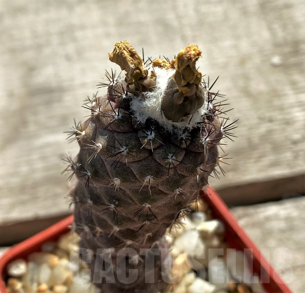 SHPR12413 Copiapoa mollicula FR 525