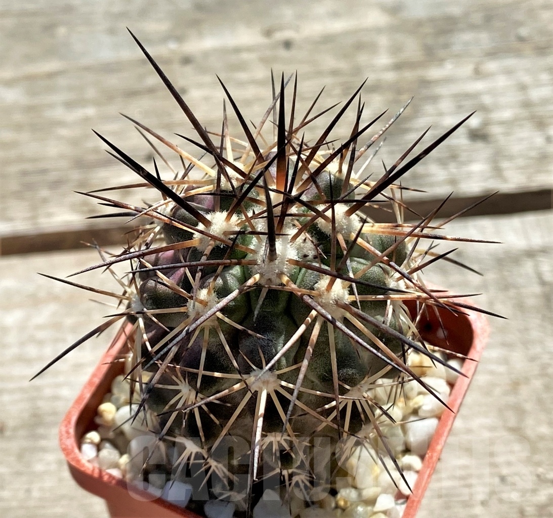 SHPR12414 Copiapoa marginata, ex MG 85.7151