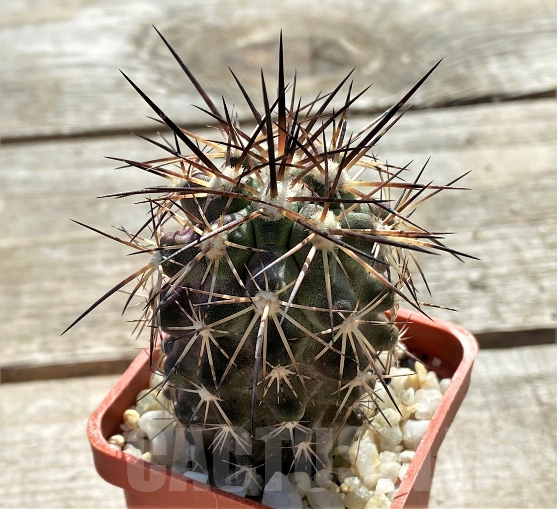 SHPR12414 Copiapoa marginata, ex MG 85.7151 - Imagen 2