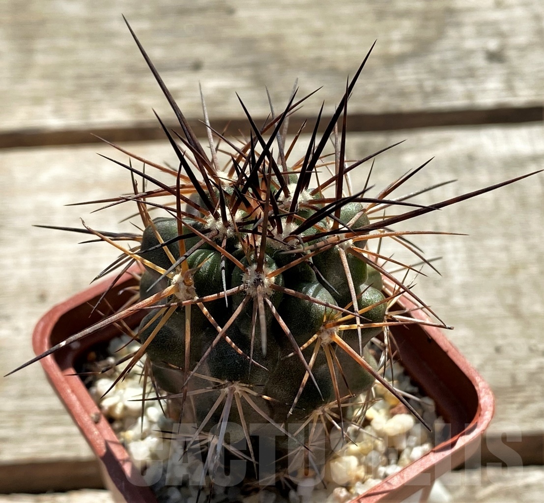SHPR12415 Copiapoa coquimbana