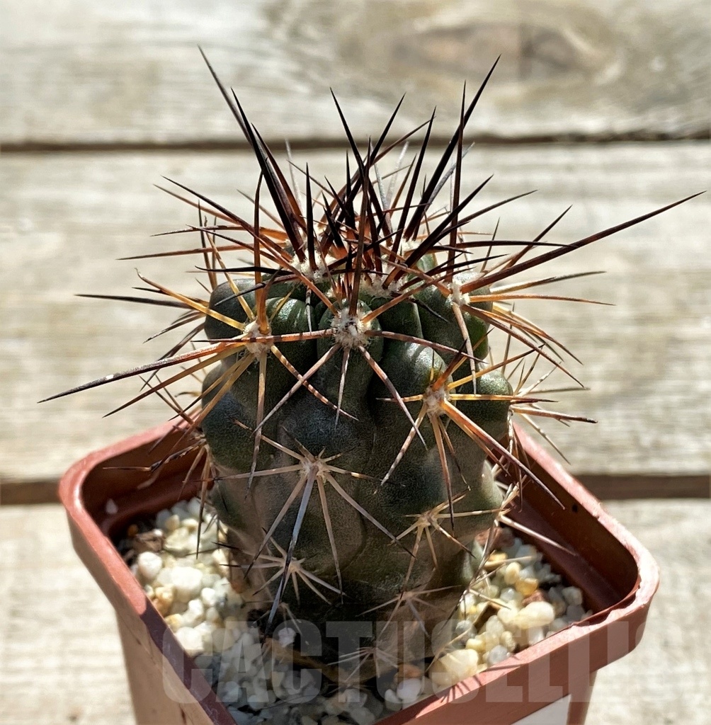 SHPR12415 Copiapoa coquimbana - Image 2