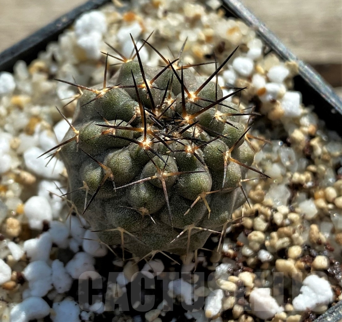 SHPR12421 Copiapoa calderana -Playa Zapatillo-
