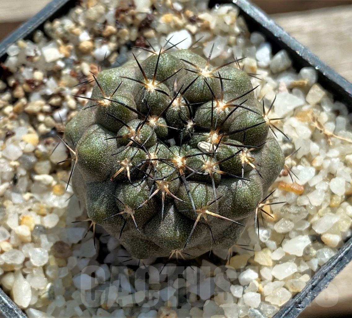SHPR12422 Copiapoa calderana -Playa Zapatillo-