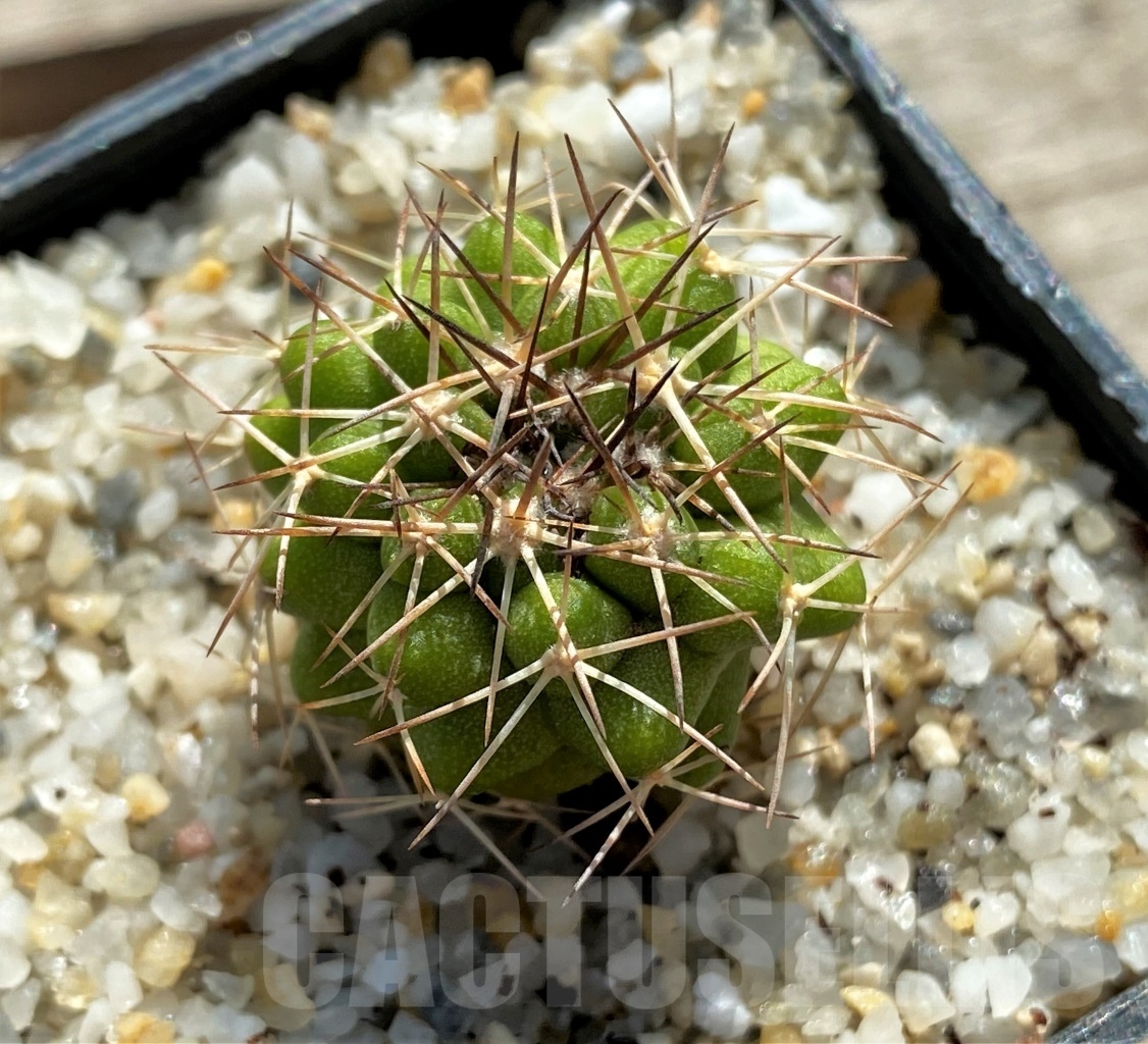 SHPR12423 Copiapoa cinerascens -Rav De Azucar-