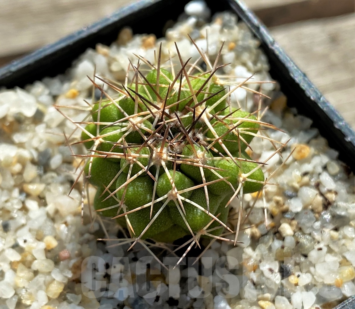 SHPR12423 Copiapoa cinerascens -Rav De Azucar- - Image 2
