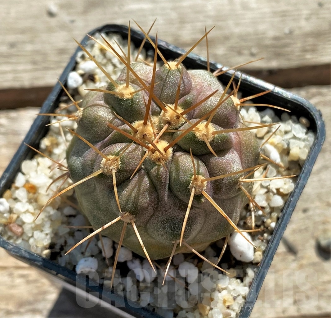 SHPR12424 Copiapoa haseltoniana -N. Papaso-