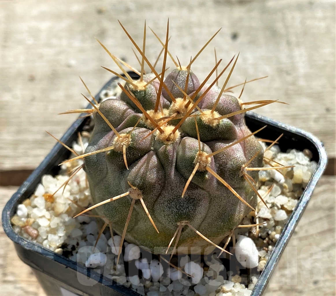 SHPR12424 Copiapoa haseltoniana -N. Papaso- - 画像 (2)