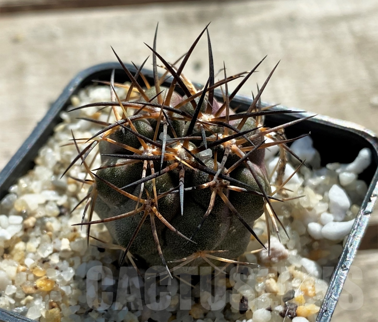 SHPR12425 Copiapoa bridgesii -Flamenco-