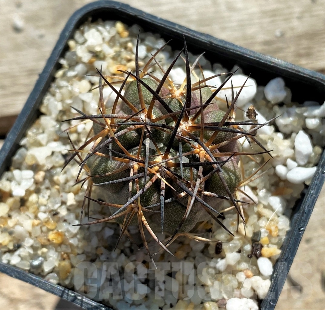 SHPR12425 Copiapoa bridgesii -Flamenco- - Obrázek 2