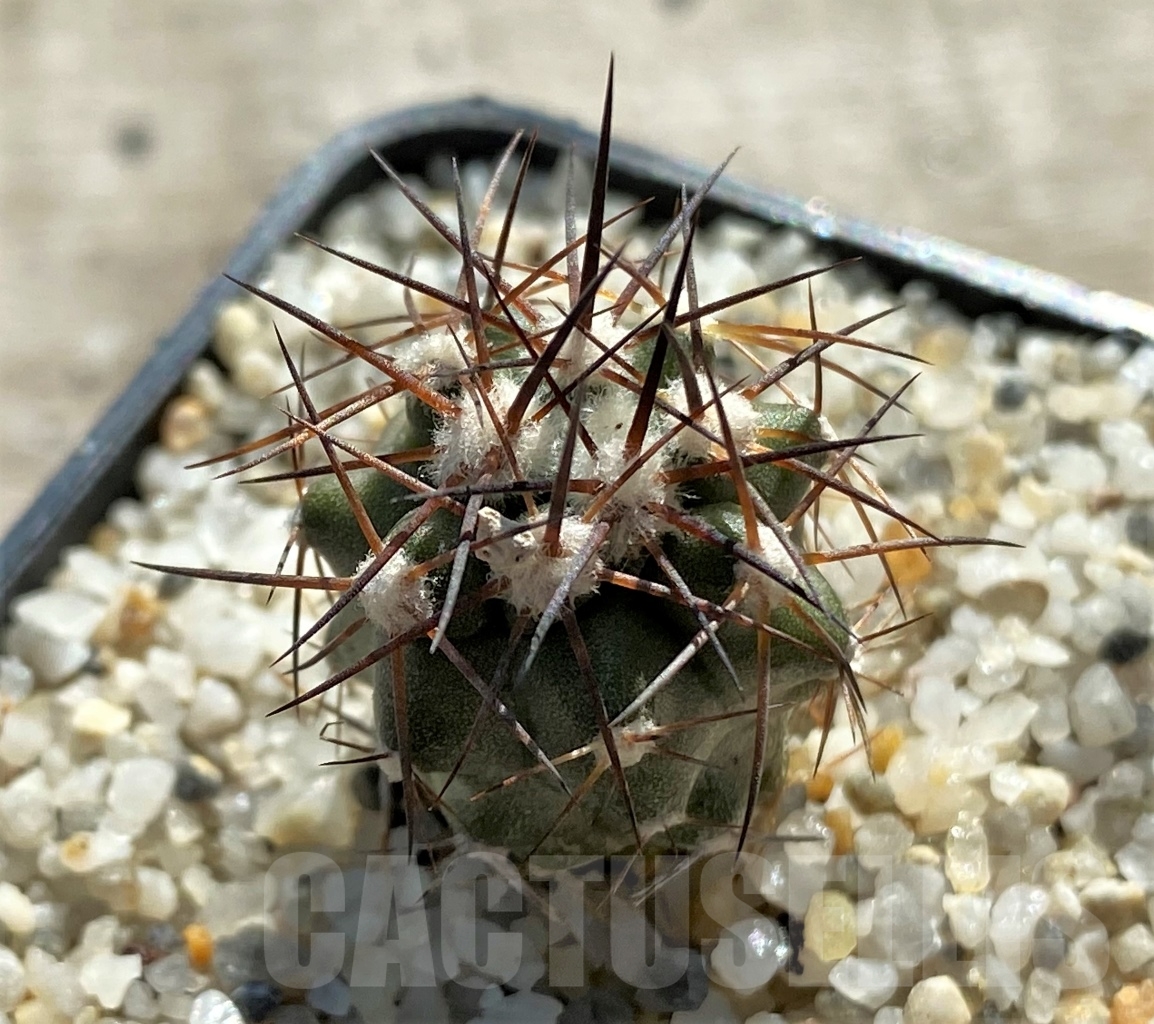 SHPR12430 Copiapoa coquimbana, ex. MG 85.882