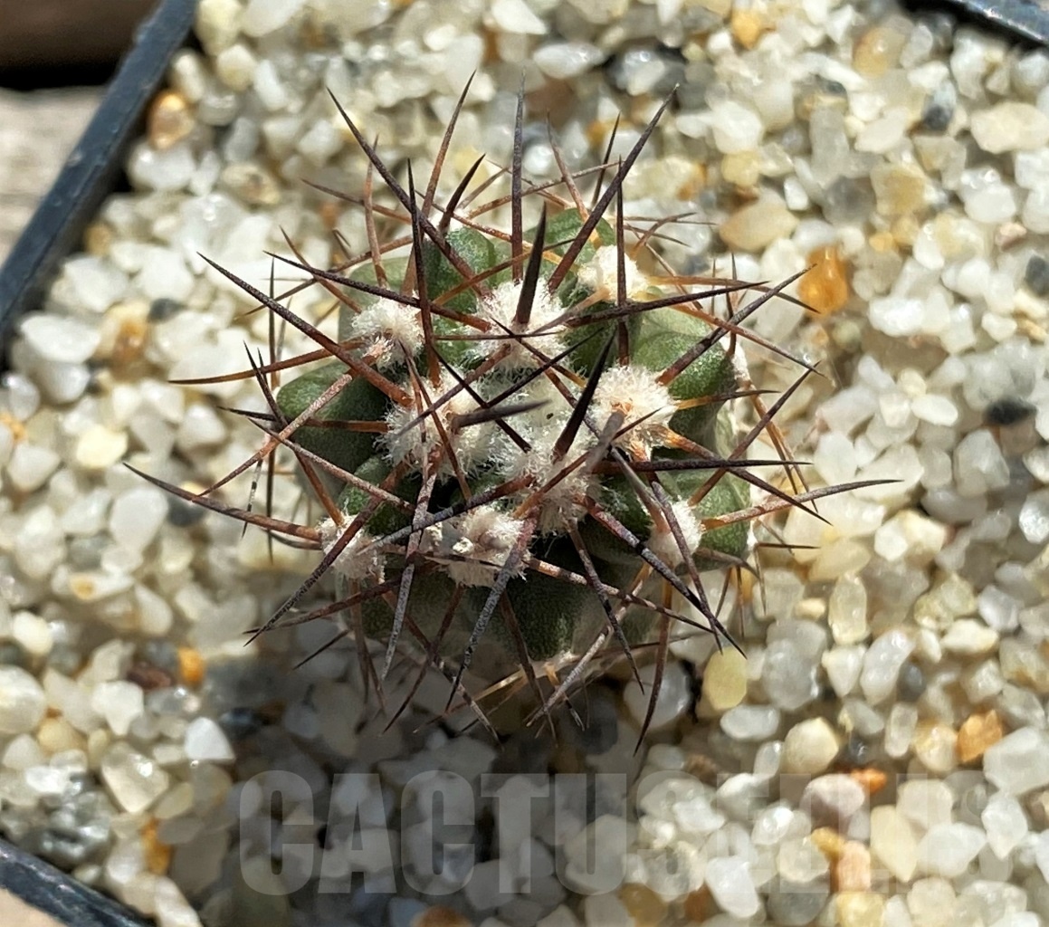 SHPR12430 Copiapoa coquimbana, ex. MG 85.882 - Image 2